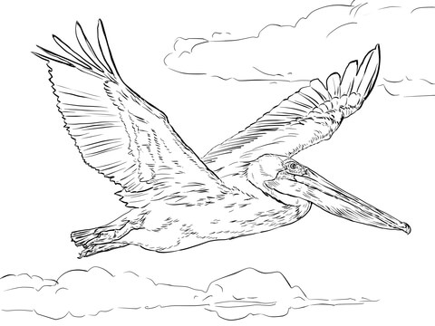 Brown Pelican In Flight Coloring Page